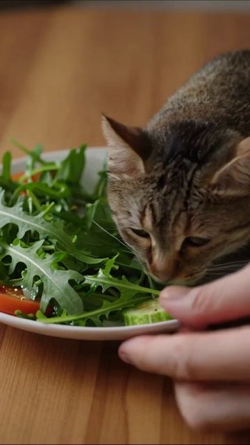 Котик наслаждается полезным салатом! #кот #еда #вкусно
