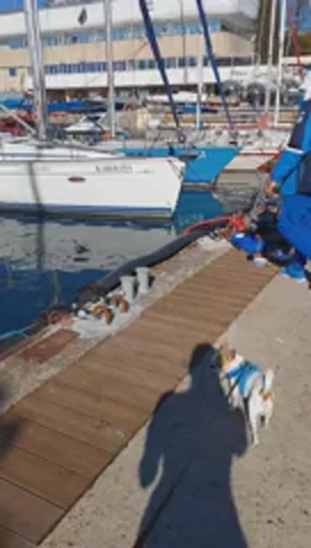 #ЧихуахуаРеди❤️МОЙ ЯХТЦМЕН