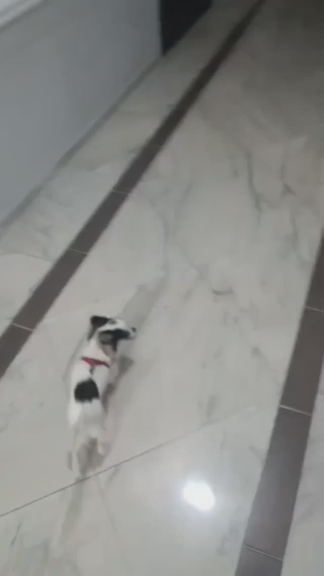 #чихуахуаРеди❤️РОКСИ СПЕШИТ К РЕДИ В ГОСТИ