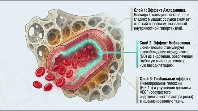 Небиволол + амлодипин = суперсинергия спасения костей: Nebkliq, Amloneb, Nebilong AM, Amlopres-NB ..