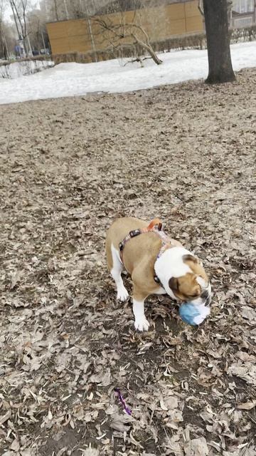 Черри и Зевс пошли играть