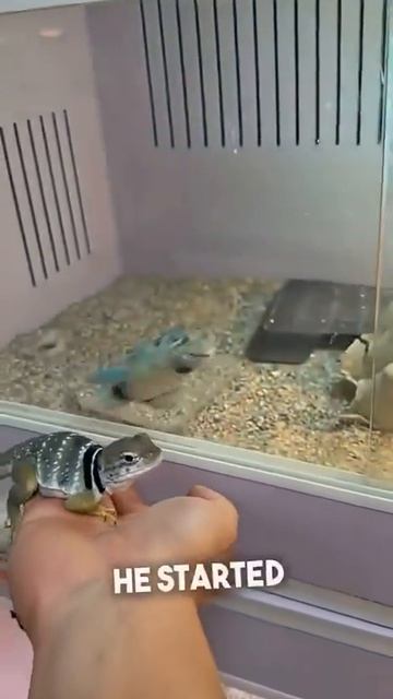 20260405  Реакция самца ошейниковой игуаны, когда он впервые в жизни увидел самку.