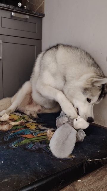 Хаски Джек и игрушка