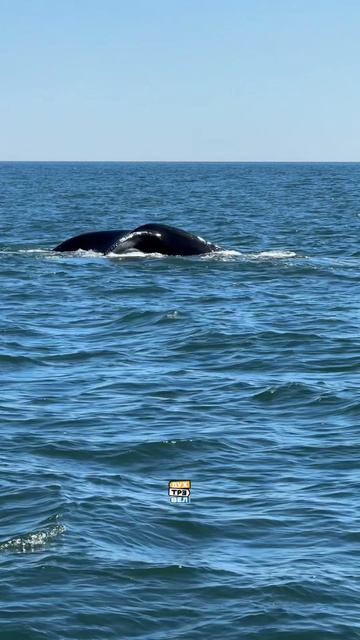 Если вы давно мечтали увидеть китов