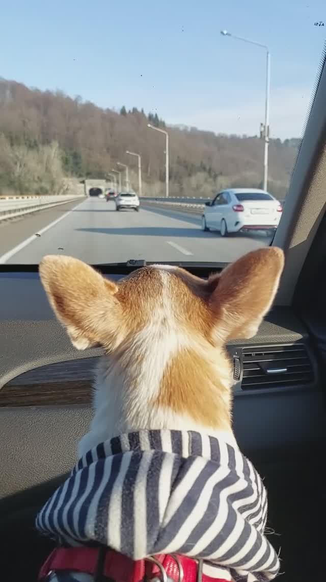 #ЧихуахуаРеди❤️ДОРОГА К МОРЮ