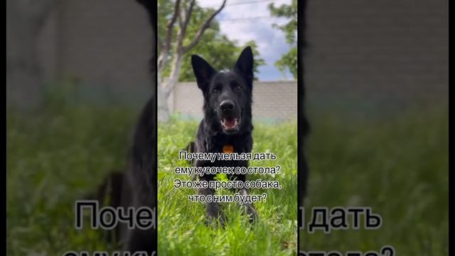 Приколы коты собаки