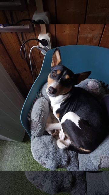 Басенджи Санечка знает себе цену