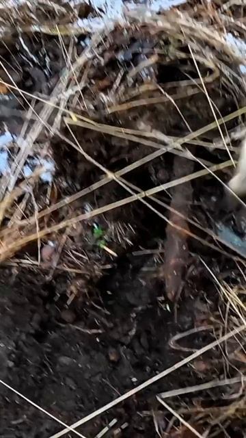 Кто то потерял,металлоискатель нашёл