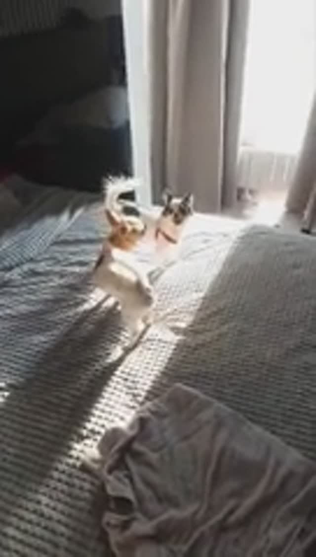 #ЧихуахуаРеди❤️РЕДИ ИГРАЕТ С РОКСИ)