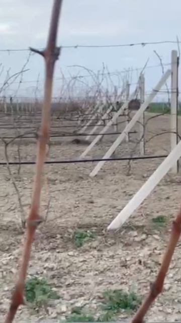 Правильный сезон обрезки винограда.