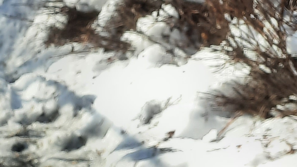 рыба Киборг и Димка