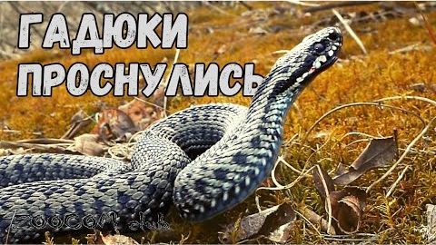 Гадюки проснулись. А если укусит?
