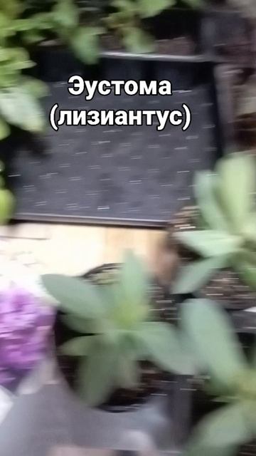 Эустома