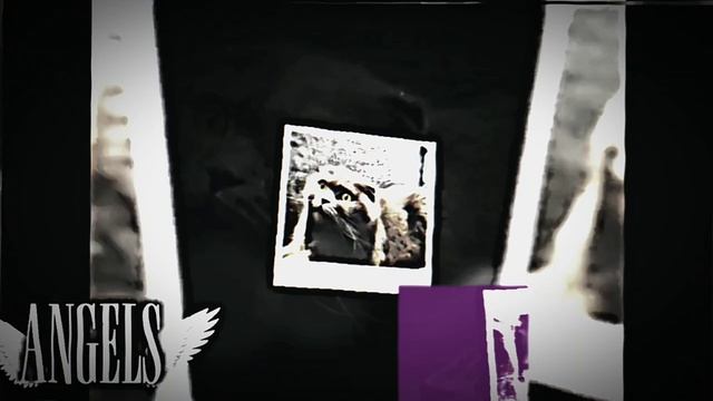 EDIT про котов (меня попросили)