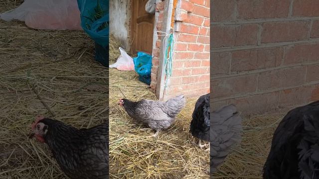 Взяла их на рынке