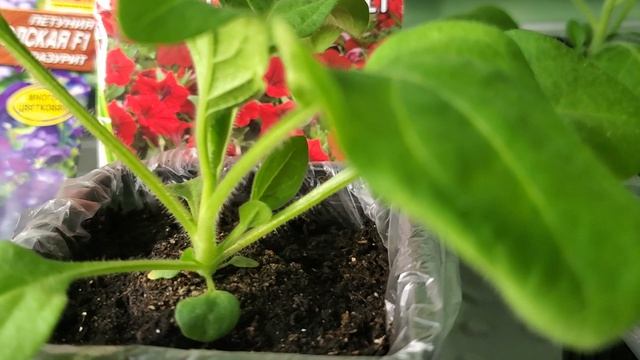 Первый шаг к красивому и пышному цветению. Петунии