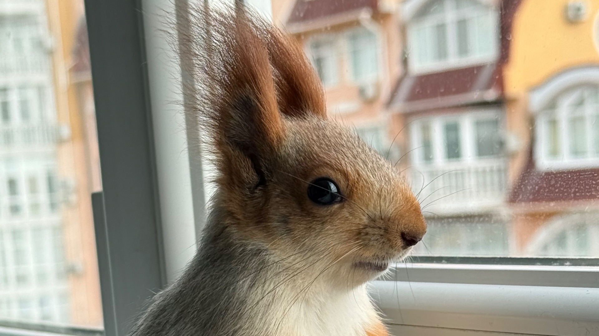 Чип после душа😂