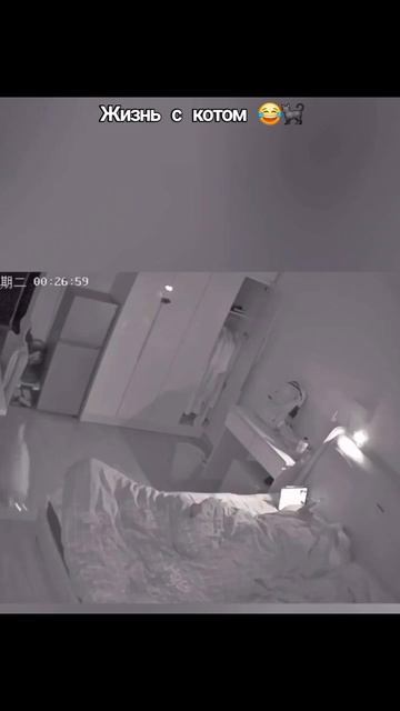 Хорошая была идея завести кота 😸