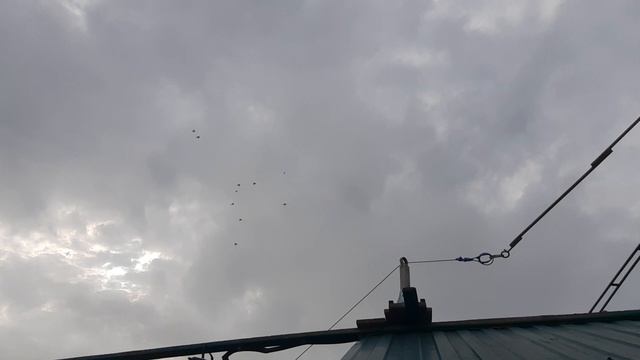 05.04.26 г. Андижанская порода голубей (1)