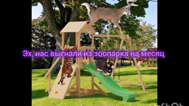 Фатиму и Леонардо выгнали из зоопарка на месяц?!что?