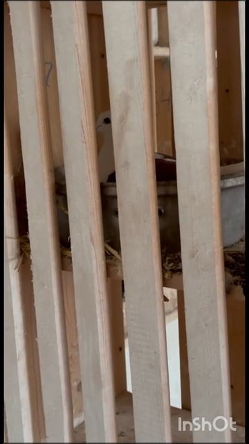 голуби Сергея Пермь