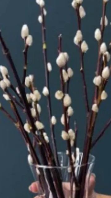 Пусть веточки вербы освещают твой дом круглый год