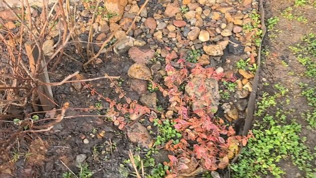 Наш участок после зимы. Как перезимовали наши цветы и кустарники. #участоквснт #домвснт #оляиигорек