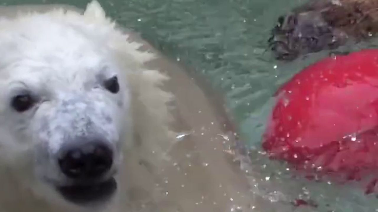 Жарко белому медведю