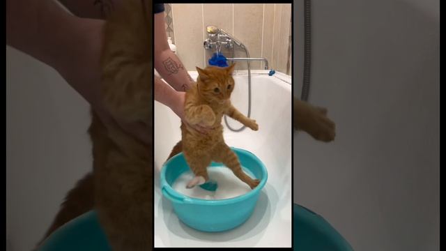 Новогодний сборник приколов 2026