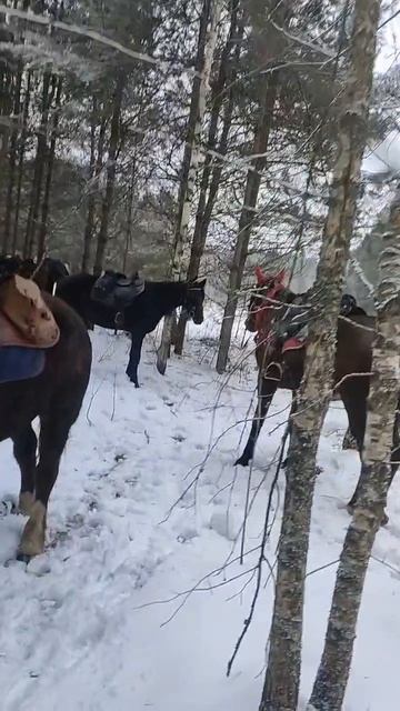 Предновогодний конный пикник