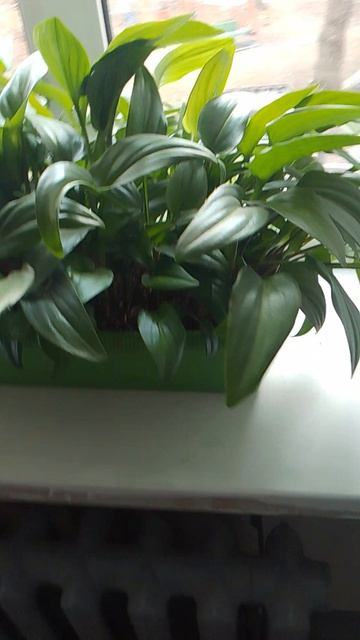 04-04-2026 цветы в подъезде