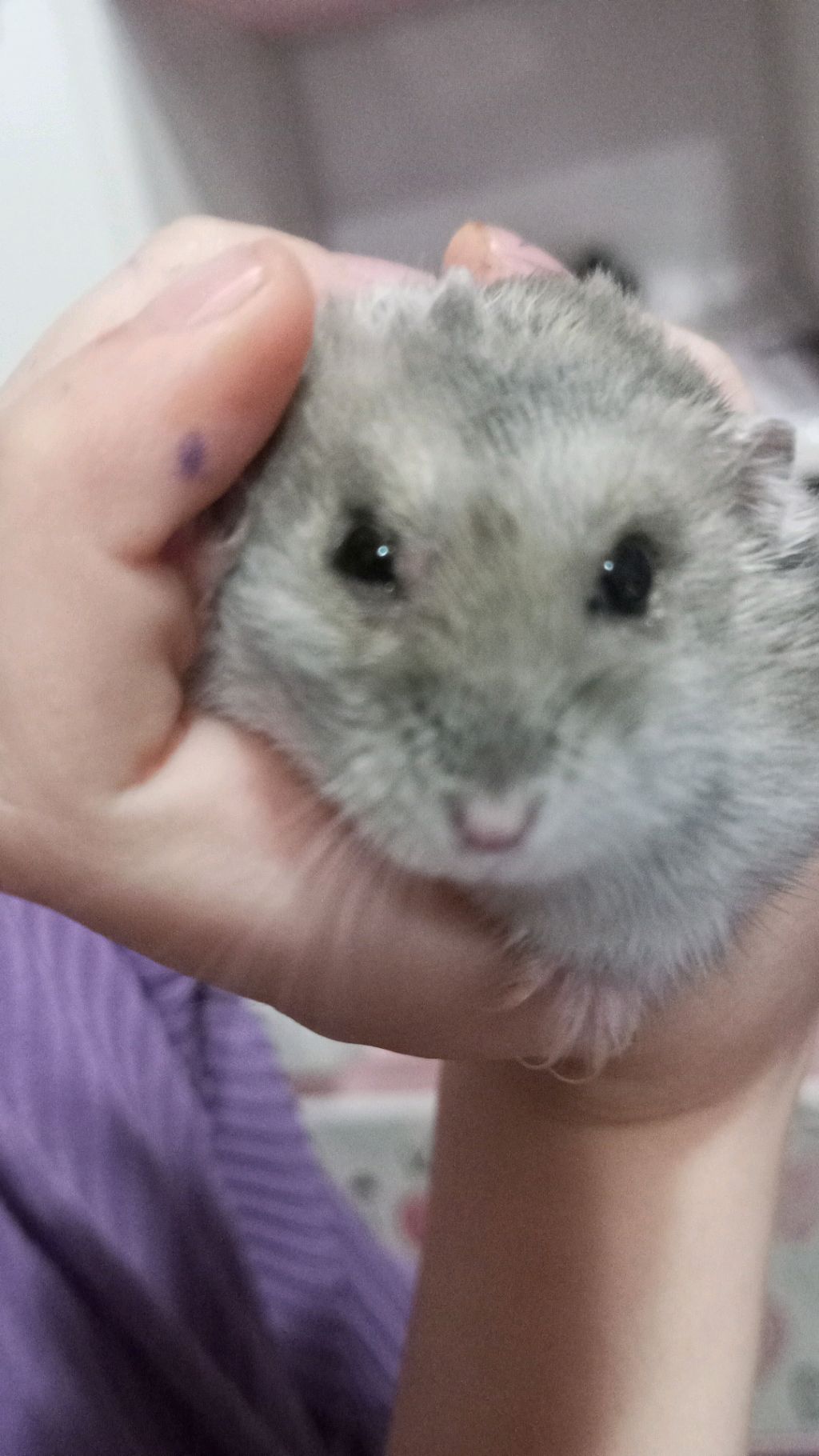 влог кормлю хомячков🐹