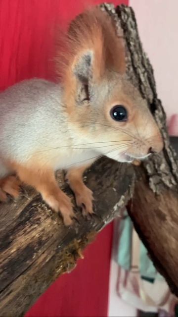 Песни весеннего гона😁