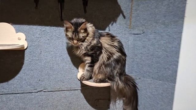 номер 210 Веста Боня Кислер Кэт