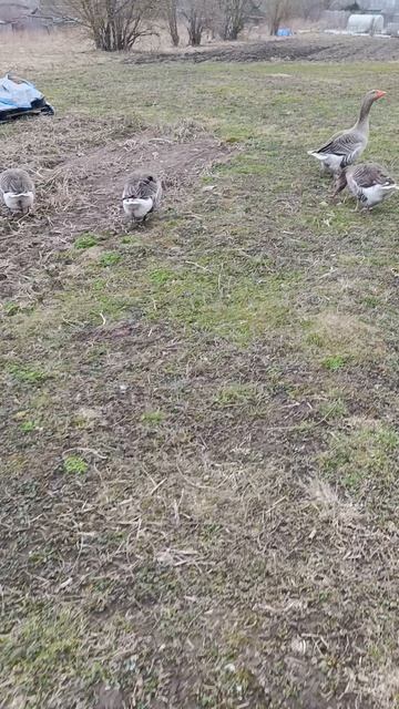 Воскресные прогулки кур и гусей + сбор яичек 🪺🥚