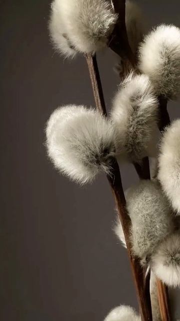 Дорогие наши клиенты, поздравляем вас с Вербным воскресеньем!