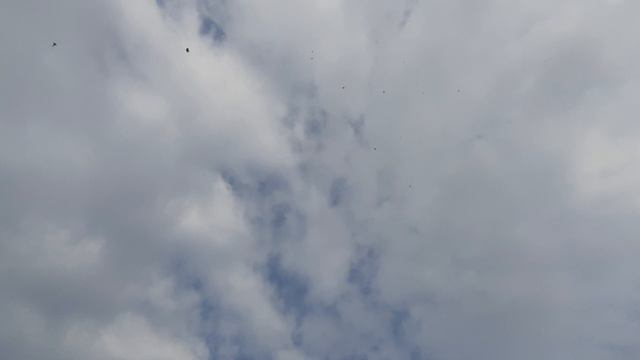 05.04.26 г. Андижанская порода голубей (2)