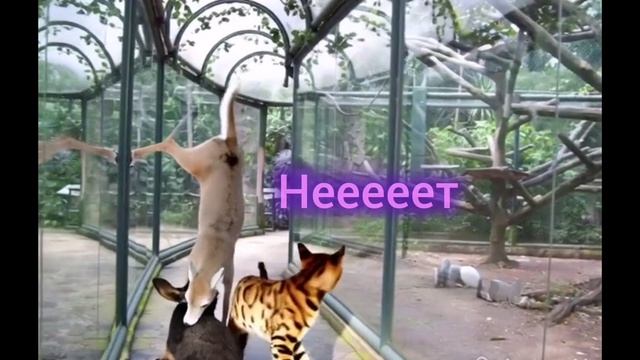 Про Фаю и Лео