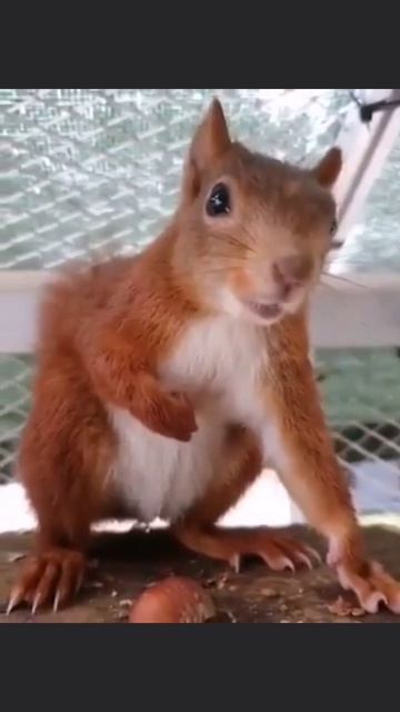 злая белка 🐿️ 😂

#животные #белка #милота #умора #природа #топ #рек