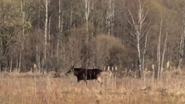 Насыщенный вечер, перелётные птицы и приключения по дороге в дальний лес