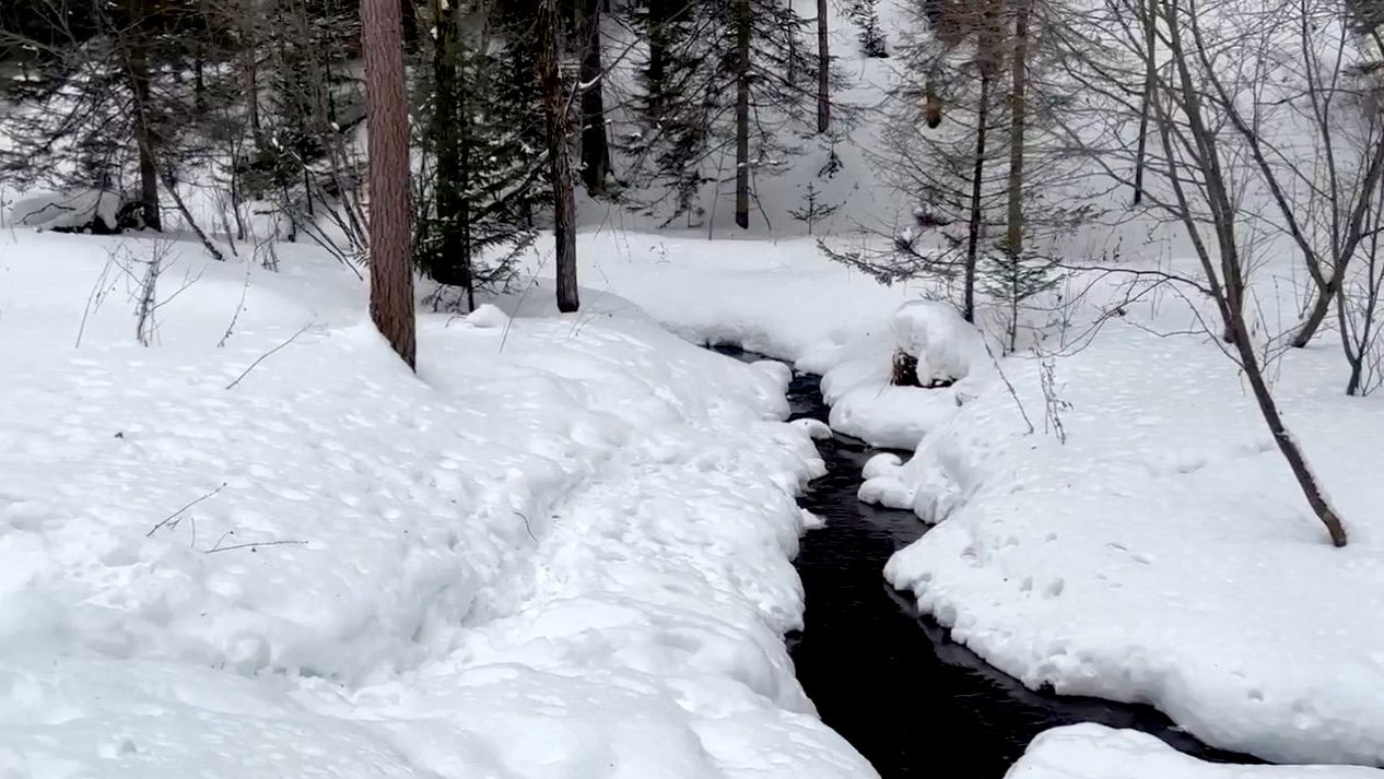 На лесных тропах