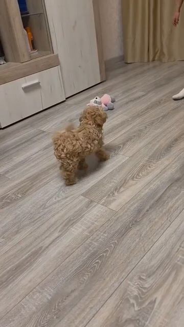 Щенок мальтипу Тоша, возраст 2,5 месяца