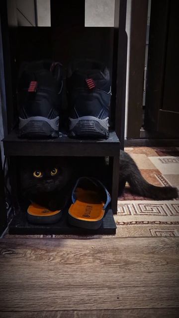 доктор назначил пропить железо