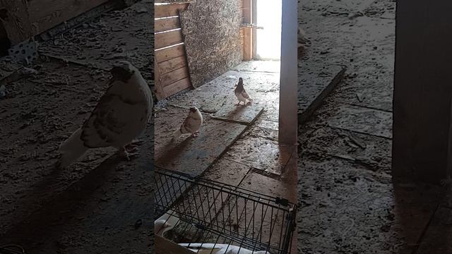 головастики