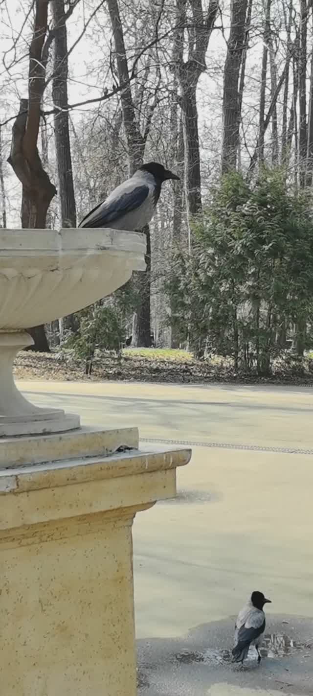 Утреннее настроение 95 / Morning Mood 95 🌺☀️🌺