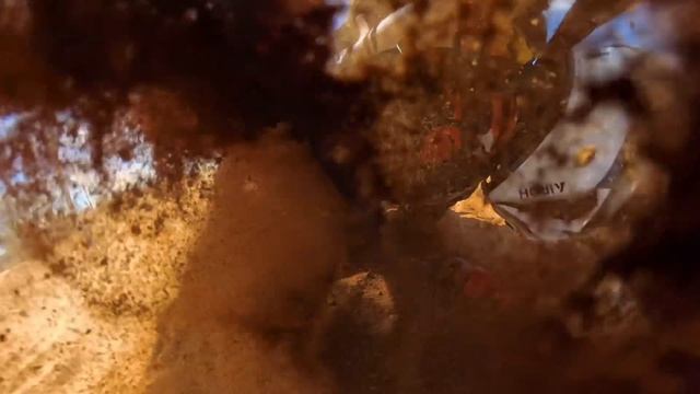 Типо гонщик