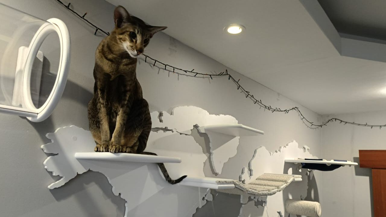 Мы Бобры-лучшая мебель для кошек