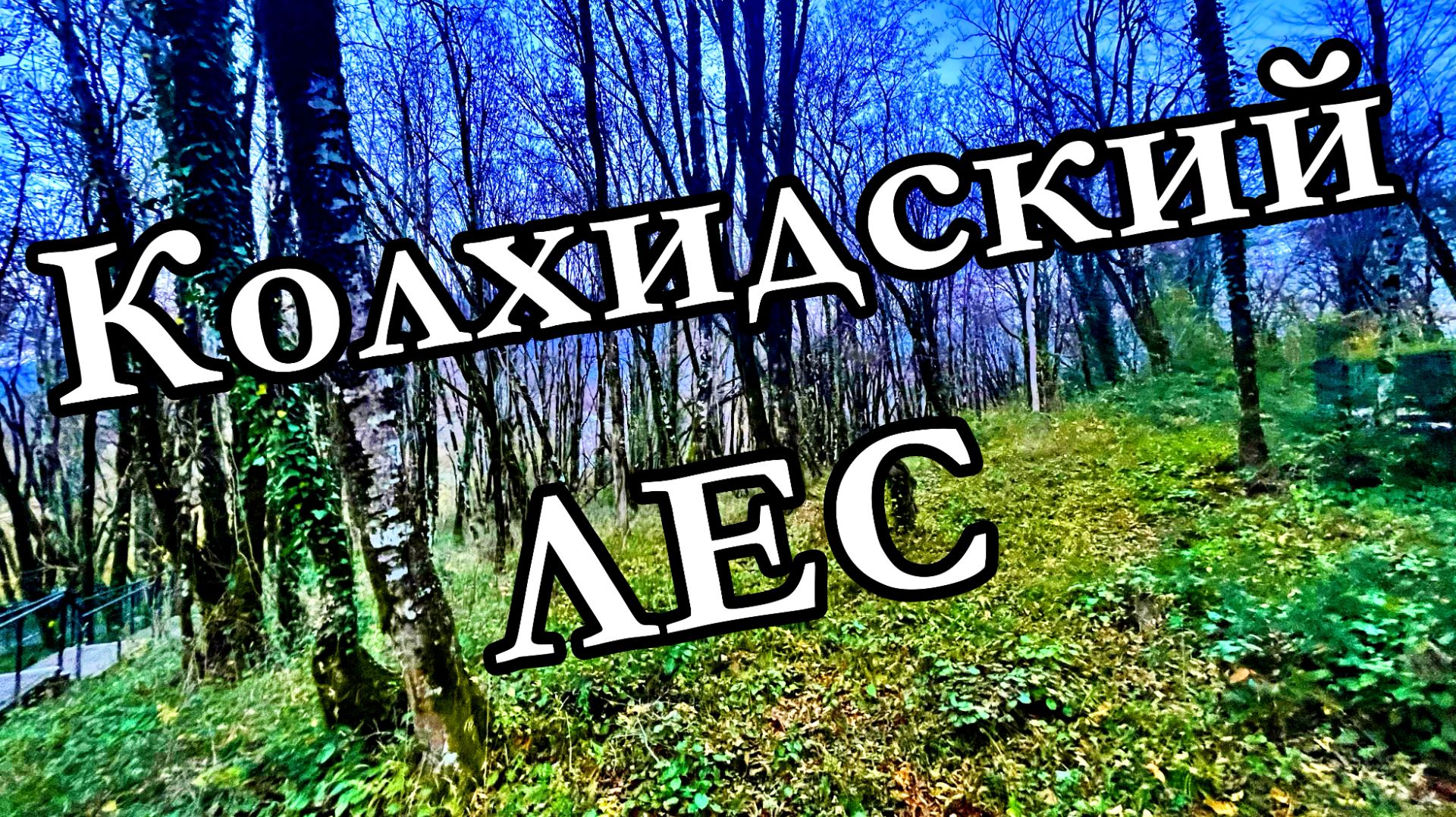 ТРОПЫ В КОЛХИДСКОМУ ЛЕСУ. ГУЛЯЕМ. СКАЙ-ПАРК. СОЧИ. 24.11.2025 г.