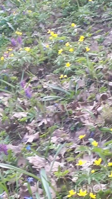 А у нас - ВЕСНА !!!