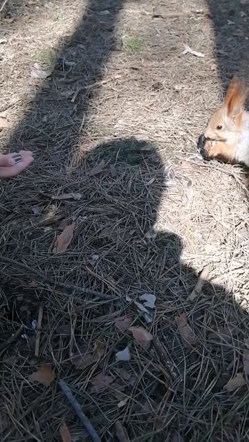 Белочка лузгает семечки